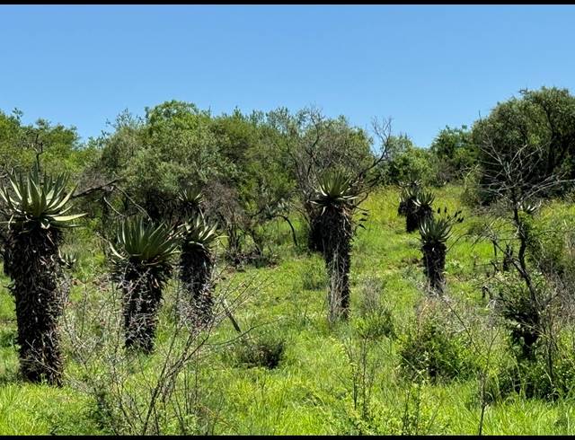 56HA FARM FOR SALE IN WEENEN